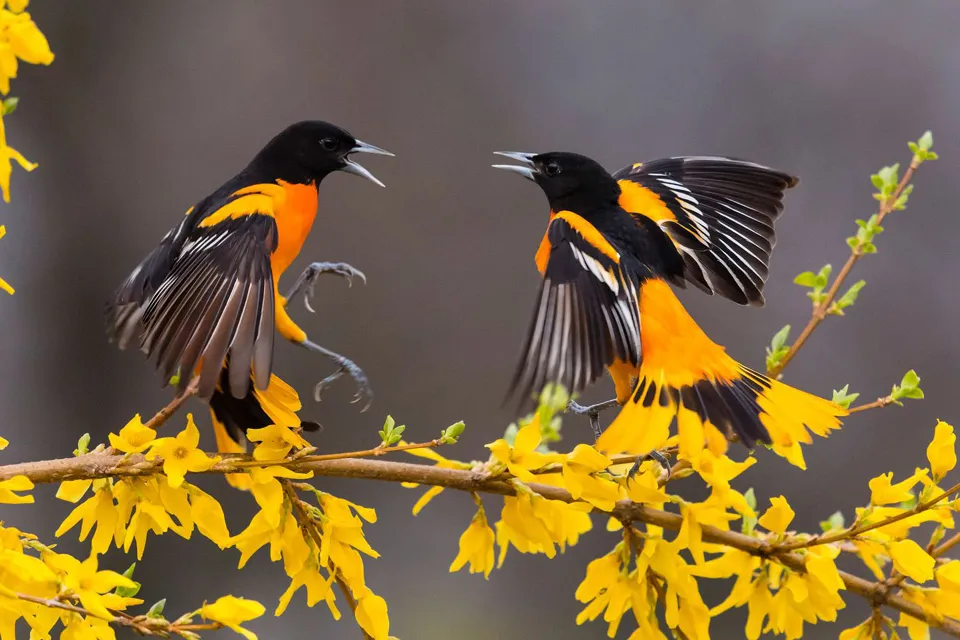 बाँकेमा भेटिए बीस प्रजातिका चरा