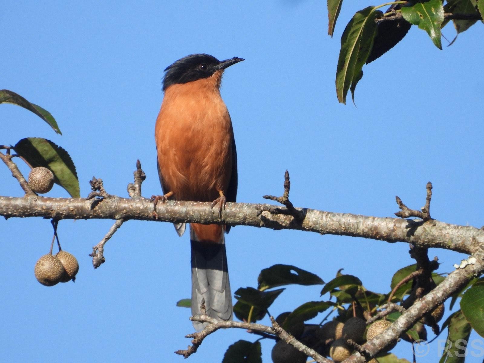 गुल्मीमा चरा प्रजातिको सङ्ख्या ३५५ पुग्यो